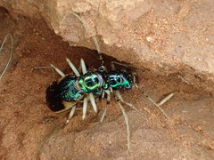Australicapitona bostockii