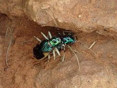 Australicapitona bostockii