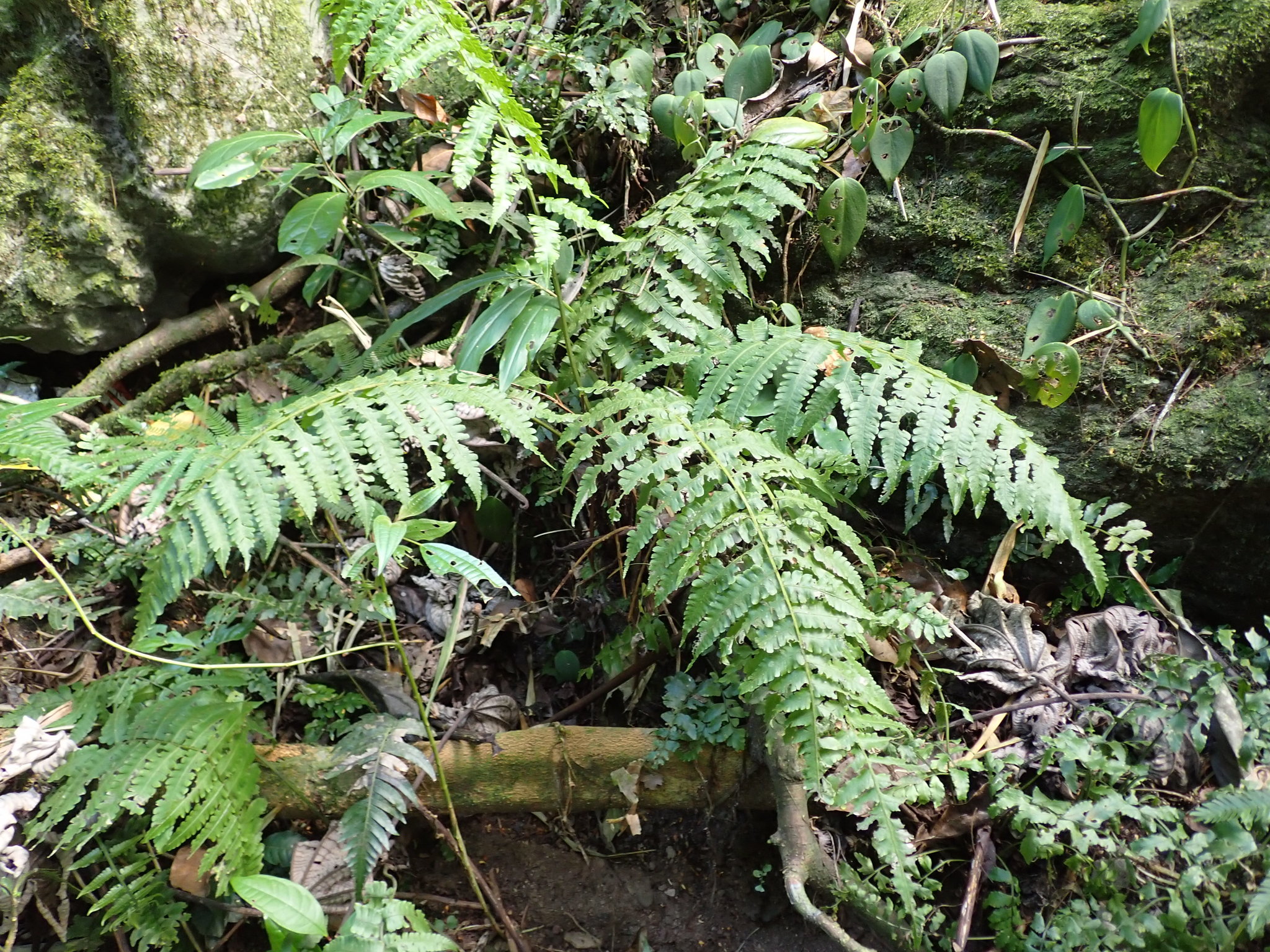Diplazium striatum