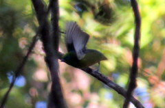 Chlorophonia cyanea
