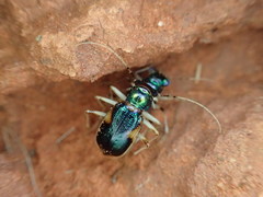 Australicapitona bostockii