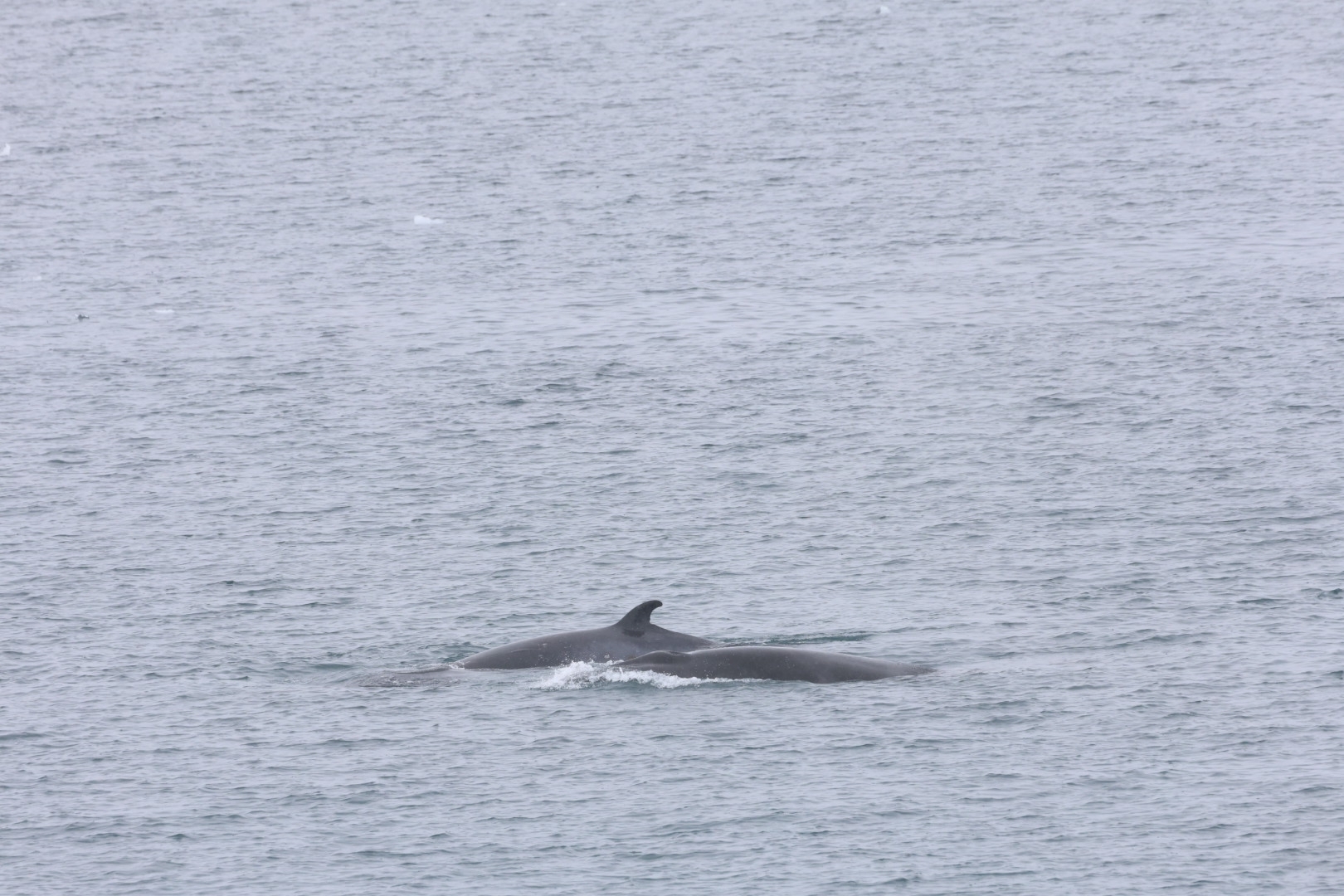 Balaenoptera bonaerensis
