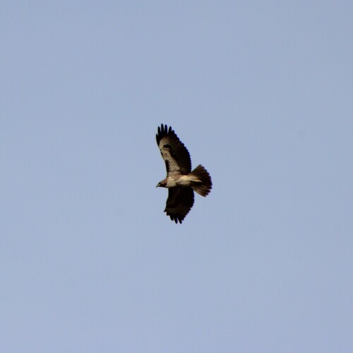iNaturalist observation photo of Red-tailed Hawk