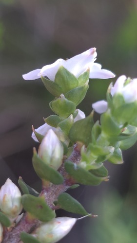 Epacris gunnii, photograph 6