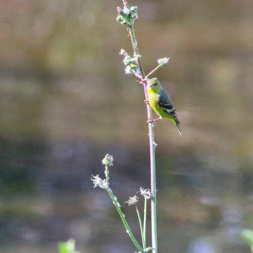 iNaturalist observation photo of Lesser Goldfinch