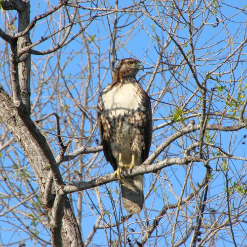 iNaturalist observation photo of Red-tailed Hawk