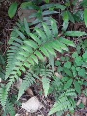 Microlepia marginata bipinnata