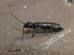 Pristocerinae