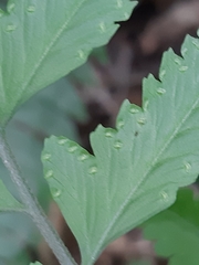 Microlepia marginata bipinnata