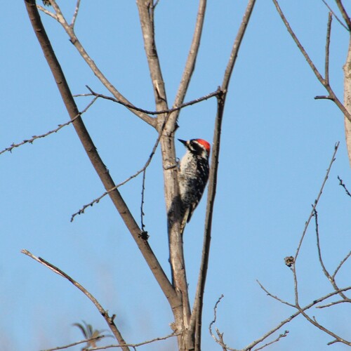 iNaturalist observation photo of Nuttall's Woodpecker