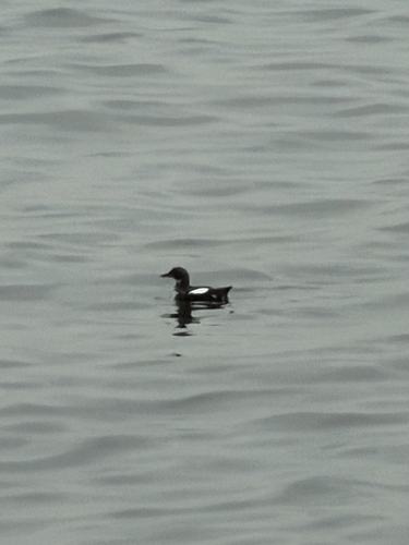 Pigeon Guillemot (Cepphus columba), photo 6