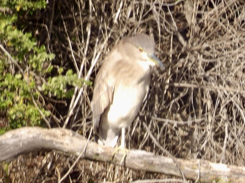 iNaturalist: (c) Janna, some rights reserved (CC BY-NC), uploaded by Janna iNaturalist image