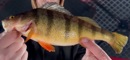 Yellow Perch