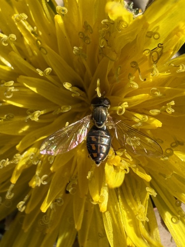 Unknown species found near Richmond Pkwy, Richmond, TX, US
