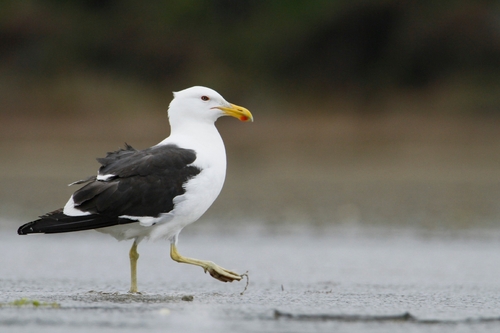 iNaturalist: (c) Sam Moynan, some rights reserved (CC BY-NC), uploaded by Sam Moynan iNaturalist image