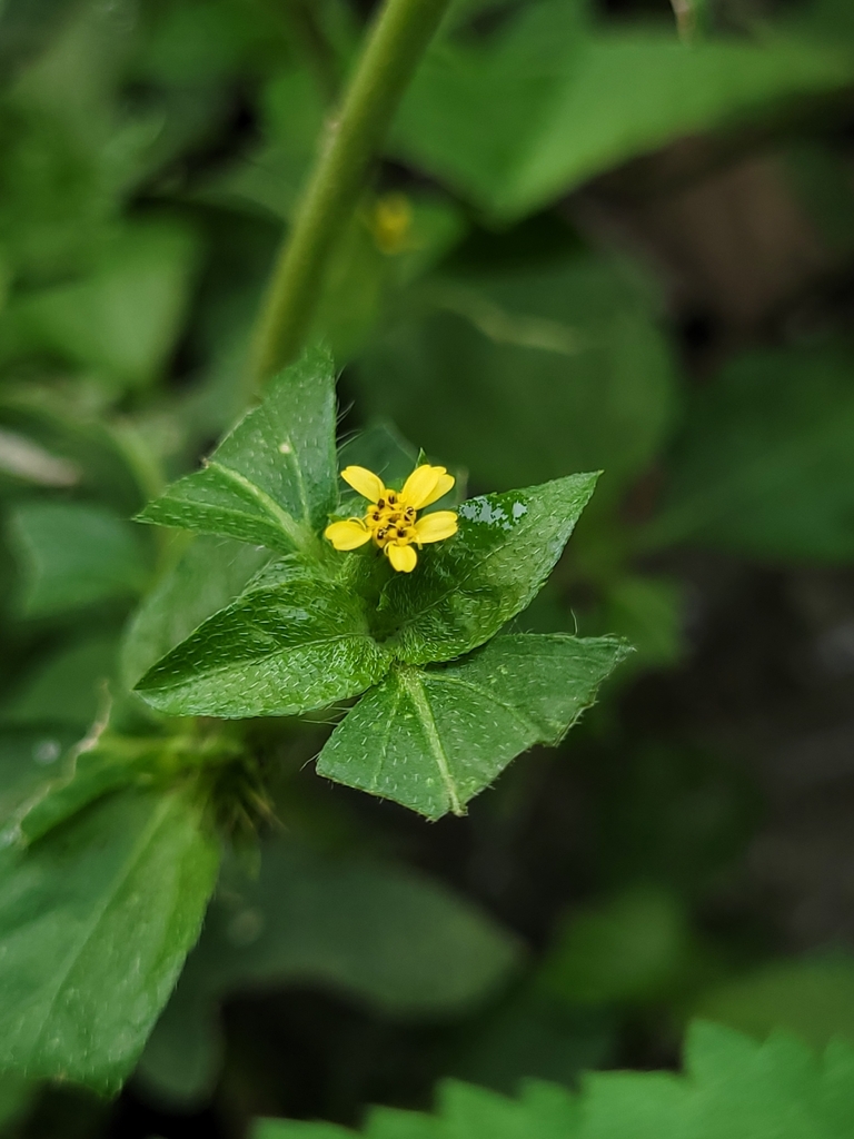 Nodeweed (Synedrella nodiflora)