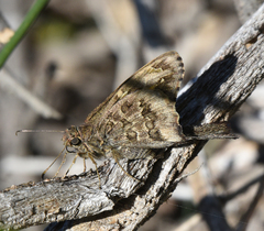 Thorybes dorantes calafia