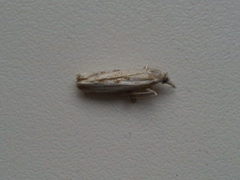 Thisanotia chrysonuchella