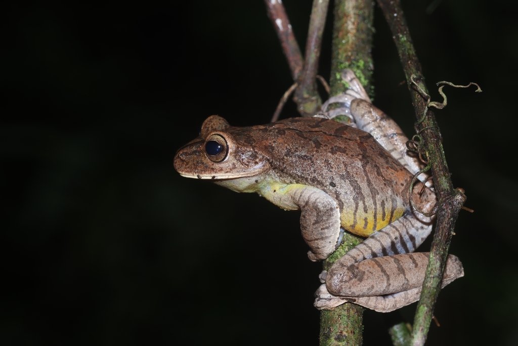 Espirito Santo Treefrog