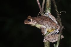 Espirito Santo Treefrog photo 1