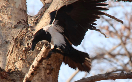 Pied Crow