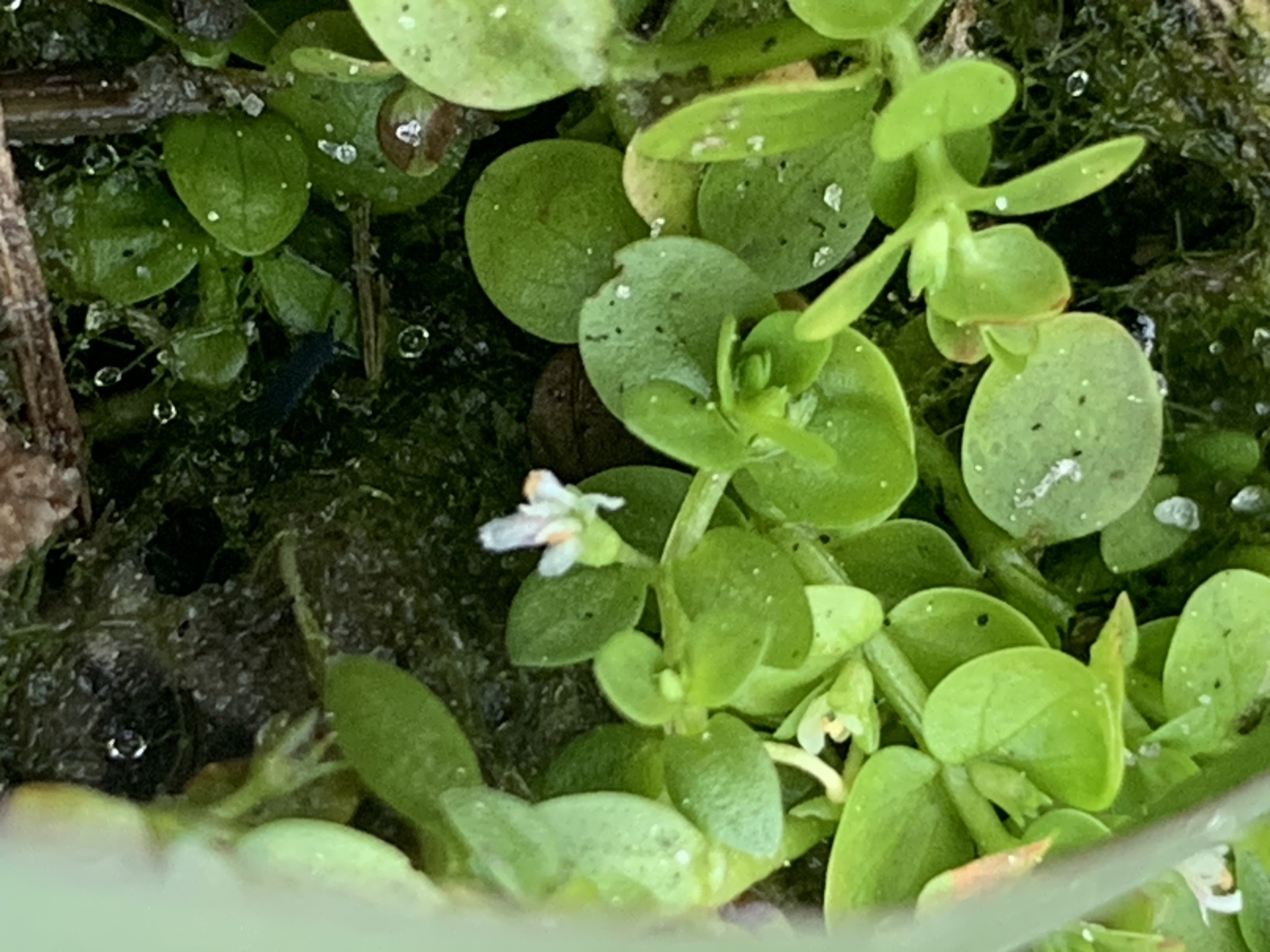 Manatee Mudflower (Micranthemum glomeratum)