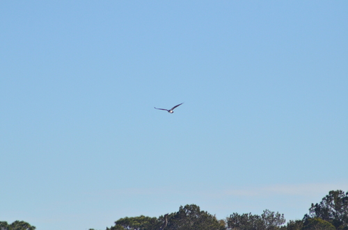 iNaturalist: (c) josnclar, some rights reserved (CC BY-NC) iNaturalist image