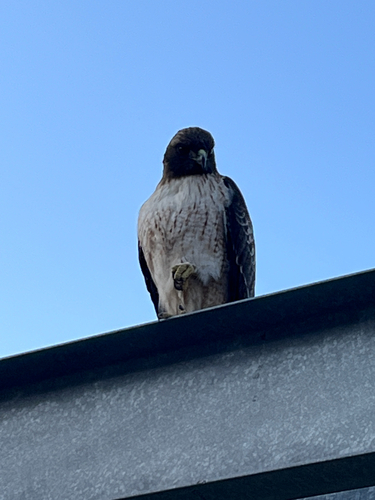 Red-tailed Hawk