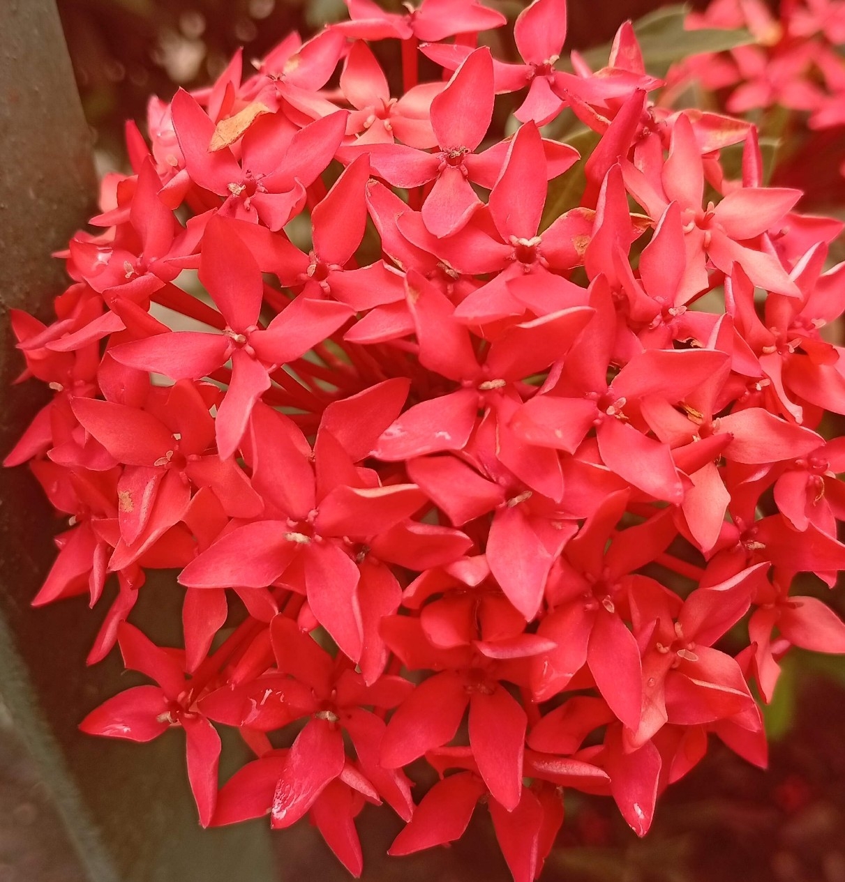 Ixora casei