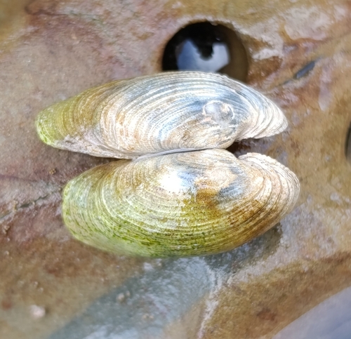 Petricola denticulata observed 2026-01-23