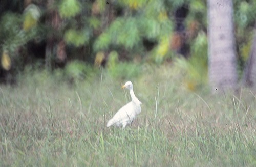 iNaturalist: (c) claudiamuc, some rights reserved (CC BY-NC) iNaturalist image