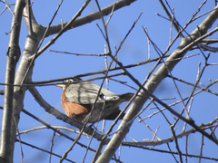 Turdus migratorius migratorius