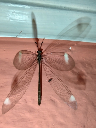 Porrerus dealbatus