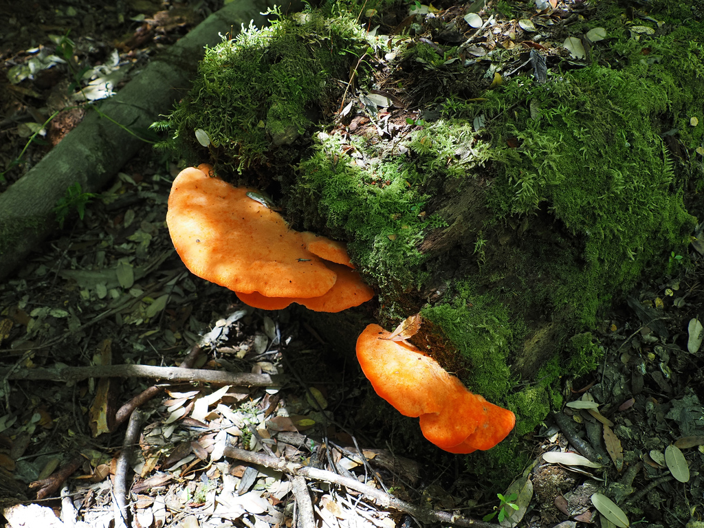 Aurantiporus pulcherrimus · January 2026 · photo: © cowirrie (iNaturalist, cc0)