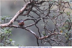 Conirostrum binghami