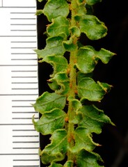 Acacia daviesii (Acacia daviesii)
