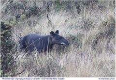 Tapirus pinchaque