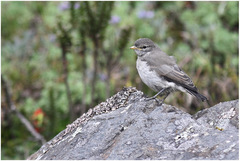 Muscisaxicola alpinus