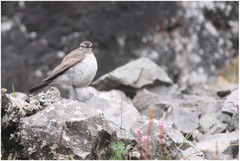 Muscisaxicola alpinus