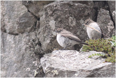 Muscisaxicola alpinus