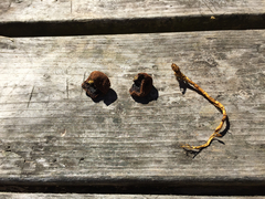 Elaphomyces muricatus