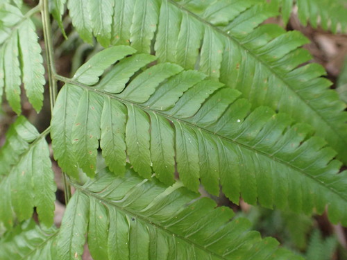 Polybotrya osmundacea