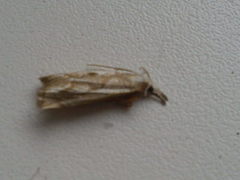 Thisanotia chrysonuchella