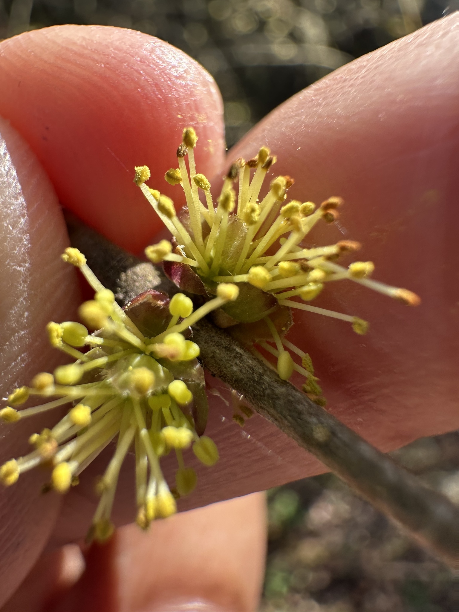Godfrey's Swampprivet (Forestiera godfreyi)