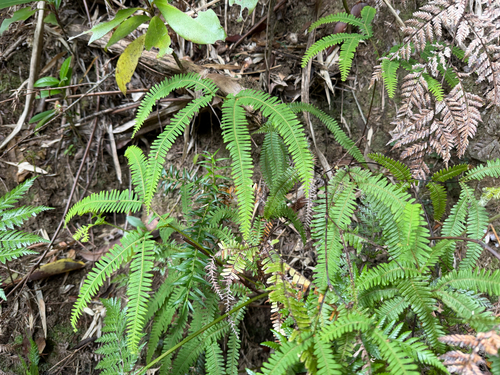 Sticherus squamulosus, photograph 3
