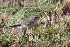 Muscisaxicola alpinus