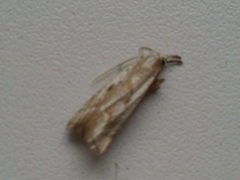 Thisanotia chrysonuchella