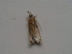 Thisanotia chrysonuchella