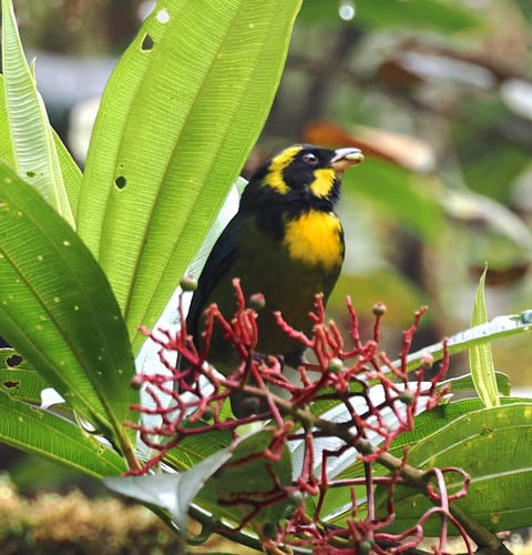 Gold-ringed Tanager (Bangsia aureocincta)