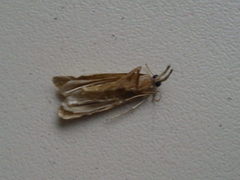 Thisanotia chrysonuchella